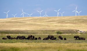 Bison and Wind Turbines in Wyoming